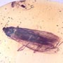 Rare Large Moth In Dominican Amber.
