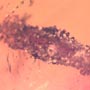 Rare Small Swarm Of Elongate Springtail, Five Mites, Two Pomace Flies, 2 Scutlle Flies In Dominican Amber