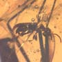 Rare Larva Of Branchypsectidae, Spider, Sphead Wasp, Mite And Two Fairy Fly In Dominican Amber.