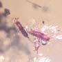 Rare Larvae With Eggs, Small Swarm Elongate Springtail And Pomace Fly With Eggs In Dominican Amber