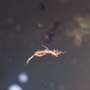 Rare Larvae With Eggs, Small Swarm Elongate Springtail And Pomace Fly With Eggs In Dominican Amber