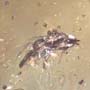 Rare Larvae With Eggs, Small Swarm Elongate Springtail And Pomace Fly With Eggs In Dominican Amber