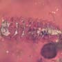 Rare Larval Case Of Tineid Moth And Two Millipedes In Dominican Amber.