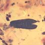 Rare Larval Case Of Tineid Moth And Opening Seed In Dominican Amber.
