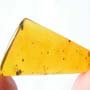 Rare Larval Case Of Tineid Moth In Dominican Amber.