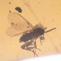 Rare Larval Case Of Tineid Moth In Dominican Amber.