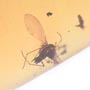 Rare Larval Case Of Tineid Moth In Dominican Amber.