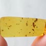 Rare Larval Case Of Tineid Moth, Worker Ant And Scelionid Wasp In Dominican Amber.