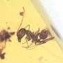 Rare Larval Case Of Tineid Moth, Worker Ant And Scelionid Wasp In Dominican Amber.