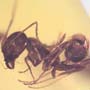 Rare Larval Case Of Tineid Moth, Worker Ant And Scelionid Wasp In Dominican Amber.