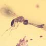 Rare Larval Case Of Tineid Moth, Worker Ant And Scelionid Wasp In Dominican Amber.