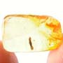 Rare Larval Case Of Tineid Moth And Thrip In Dominican Amber.