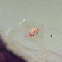 Rare Larval Case Of Tineid Moth And Thrip In Dominican Amber.