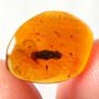 Rare Mite Riding On A Biting Midge In Dominican Amber.