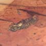 Rare Larval Case Of Tineid Moth And Mite In Dominican Amber