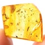 Rare Larval Case Of Tineid Moth And Three Worker Ant In Dominican Amber