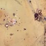 Rare Larval Case Of Tineid Moth And Three Worker Ant In Dominican Amber.