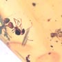 Rare Larval Case Of Tineid Moth And Three Worker Ant In Dominican Amber.