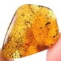 Rare Larval Case Of Tineid Moth In Dominican Amber
