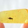 Rare Larval Case Of Tineid Moth In Dominican Amber