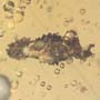 Rare Larval Case Of Tineid Moth In Dominican Amber.