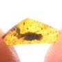 Rare Larval Case Of Tineid Moth In Dominican Amber