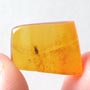 Rare Larval Case Of Tineid Moth In Dominican Amber.