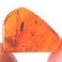 Rare Larval Case Of Tineid Moth In Dominican Amber.