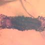 Rare Larval Case Of Tineid Moth In Dominican Amber.