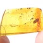 Rare Larval Case Of Tineid Moth In Dominican Amber.