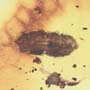 Rare Larval Case Of Tineid Moth In Dominican Amber.