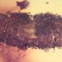 Rare Larval Case Of Tineid Moth In Dominican Amber.