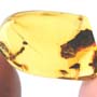 Rare Larval Case Of Tineid Moth In Dominican Amber.