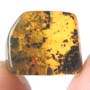 Rare Larval Case Of Tineid Moth In Dominican Amber.