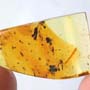 Rare Larval Case Of Tineid Moth In Dominican Amber.