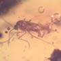 Rare Larval Case Of Tineid Moth In Dominican Amber.