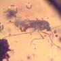 Rare Larval Case Of Tineid Moth In Dominican Amber.