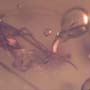 Rare Larval Case Of Tineid Moth In Dominican Amber.