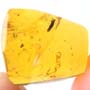 Rare Larval Case Of Tineid Moth In Dominican Amber.
