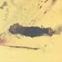 Rare Larval Case Of Tineid Moth In Dominican Amber.