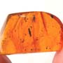 Rare Larval Case Of Tineid Moth In Dominican Amber.