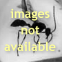 Rare Two Unusual Botanicals In Dominican Amber.