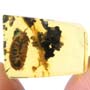 Rare Nine Eggs, Beetle And Gall Midge In Dominican Amber Rare Nine Eggs, Beetle And Gall Midge In Dominican Amber